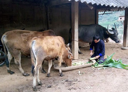 Nông dân trong huyện đã chủ động thức ăn thô cho trâu bò.